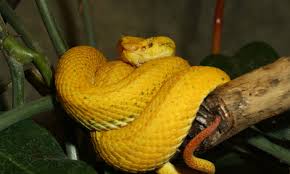 We provide great quality led light snake at the best prices. Animal Species
