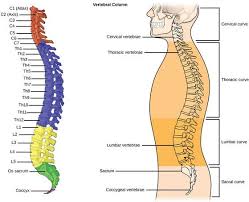 Anatomy of the back organs. Upper Back Pain Local Physio