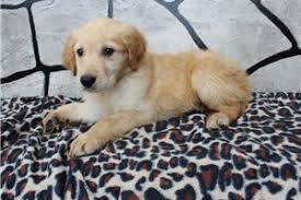 How much does a golden retriever puppy cost? Golden Retriever Puppies For Sale From Indiana Breeders