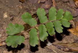 Image result for Adiantum soboliferum