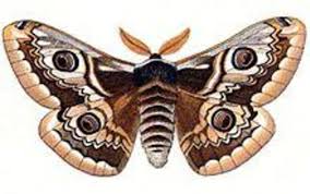 少年の日の思い出』の話ーなぜ「ぼく」は自分のチョウを押し潰してしまったのか？ - ゴロネ読書退屈日記