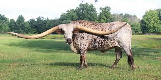 Texas Longhorn Earns The Name Breaking Guinness Record For