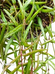 Image result for Ceropegia gracilior