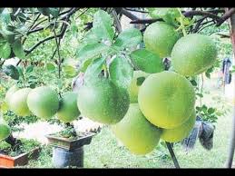Monster partner of the vast sea of trees newest chapter. Pomelo Fruit Kambili Naranga An Important Citrus Fruit Youtube