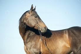 I will show you how to tame the horse without a lasso or weapons. Outdoor Profile Head Portrait Of A Thoroughbred Dark Brown Horse 1064552 Stock Photo At Vecteezy