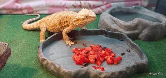 He recommends them to other pampered dragons out there. Best Fruits Vegetables And Salads For Bearded Dragons