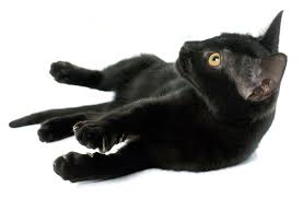 Belmont animal hospital, nashville, tn. Veterinarian In Nashville Near You Belmont Animal Hospital