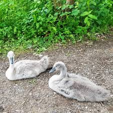 Image result for Copper Chestnut 2012 Cygnet