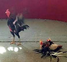 Perawatan ayam sebelum dilagakan dalam arena. Prediksi Menang Ini 3 Model Rawatan Ayam Sebelum Turun Kalangan Dari Ahlinya Majalah Ayam