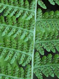 Image result for Dennstaedtiaceae