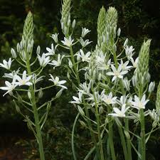 Image result for Ornithogalum