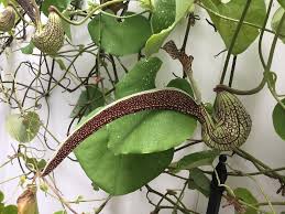 Image result for Aristolochia