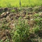 Image result for Cantinoa americana