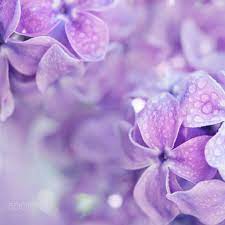 Lilac Flowers Macro Macro Image Of Spring Soft Violet Lilac Flowers With Water Drops Natural Seasonal Floral Backgro Lilac Background Flowers Lilac Flowers