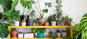Smochinul are nevoie de soare, mult soare pt a coace fructele. 10 Plante De Apartamente Rezistente La Intuneric Life Ro