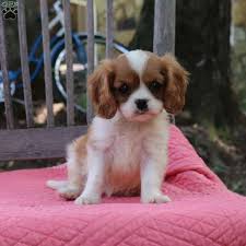 The cavalier king charles spaniel is best suited for a pampered indoor life. Rose Cavalier King Charles Spaniel Puppy For Sale In Pennsylvania