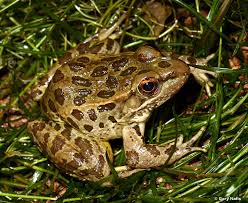 Image result for Lepidagathis andersoniana