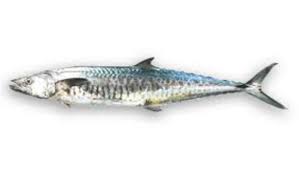 Sea Fish Mackerel Large Ayala Fish Ecommerce Shop Online Business From Bengaluru You are a deadly marine monster.