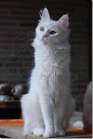 Saya memiliki kucing persia medium seperti ini : 16 Ide Turkish Angora Cat Terbaik Kucing Kucing Lucu Kucing Putih