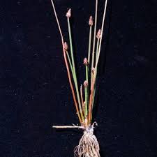 Image result for Eleocharis caduca