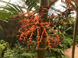 Top angebote für küche & haushalt.kostenlose lieferung möglich Los Angeles County Arboretum Botanic Garden Arcadia 2021 All You Need To Know Before You Go Tours Tickets With Photos Tripadvisor
