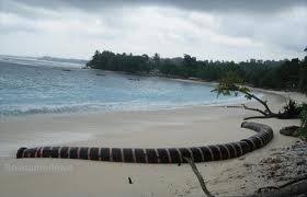 Check spelling or type a new query. Pesona Bengkulu Untuk Dunia Pesona Bengkulu Di Pantai Sekunyit Kaur