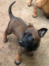 The belgian malinois breed has a short coat and is often black, mahogany, and fawn in color. Belgian Malinois Pups In B23 Birmingham For 650 00 For Sale Shpock