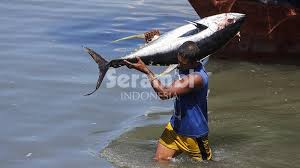 Selain berbagai keindahan itu, laut juga menyimpan banyak hal yang membuat kita tak dapat berhenti untuk berdecak kagum, salah satunya dengan. Indonesia Jadi Produsen Ikan Tuna Terbesar Di Dunia Hasil Tangkapan Capai Rp71 Triliun Serambi Indonesia