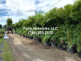 Areca Palm Tree 25 Gallon Palm Trees For Sale Florida Palm Trees Florida Plants