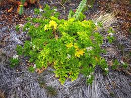 Image result for Polycarpaea prostratum