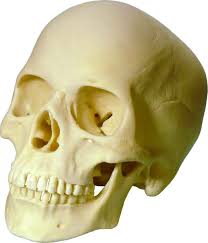 Radiographs of the skull are indicated for evaluation of traumatic injuries, skull pain, epistaxis, soft tissue masses, and for some related problems of the skull and nasal cavity, such as chronic rhinitis. Amazon Com Life Size Human Skull Replica Model 3093001 By Nose Desserts Industrial Scientific