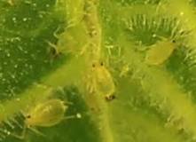 Image result for what is the relationship between aphid and the plant? course hero