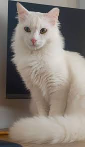 חתולים ונהנים