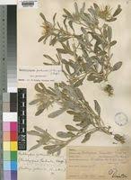 Image result for Hirpicium gazanioides