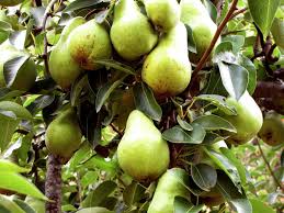 You'll have a harvest in a matter of weeks, helping to boost your confidence as a newbie gardener. 4 Low Maintenance Fruit Trees Anyone Can Grow Plant Instructions