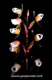 Image result for Zeuxine stammleri