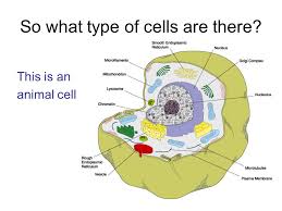 We did not find results for: Cells Types So What Type Of Cells Are There Plant Animal Cells This Is A Plant Cell Ppt Download