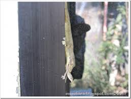 Cicak Makan Cicak Insectiara