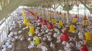Karena memang cara membuat kandang baterai dari kawat ini cukup rumit. 15 Cara Ternak Ayam Negeri Pedaging Bagi Pemula Arenahewan Com