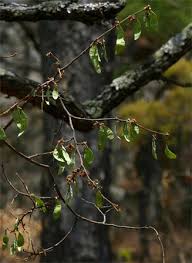 Image result for Dalbergia nitidula