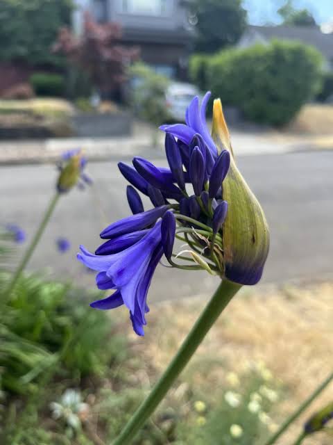 Agapanthus 'Blue Velvet' - Xera Plants