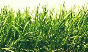 When these canines consume their. Can Rabbits Eat Grass Like Timothy Wheatgrass Or Crabgrass Pet Care Advisors