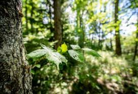 This privacy policy governs only information provided to forest essentials online. About Us Forest Stewardship Council
