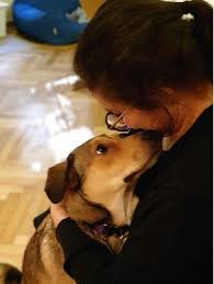 Is pet insurance worth it? Dog Grooming In Qatar Insured On Petbacker
