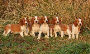 Image result for velššpringršpaněl