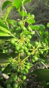 Image result for Psydrax parviflora