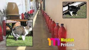 Anak kucing ataupun kucing dewasa sangat sukakan haiwan kecil yang bergerak seperti cicak. Petua Elak Kucing Berak Dan Kencing Merata Tempat Dengan Botol Meneral Berwarna Merah Majalah Perdana