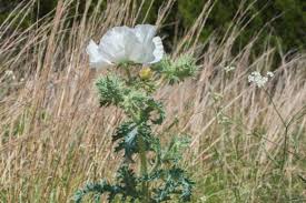 Image result for Argemone