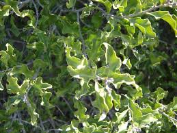 Image result for Euclea undulata