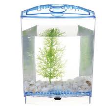 Angga hsp kidah | 085766663692 🌊 owner @artiscupang.krt 🌊 saller betta. 1 2 Grids Mini Betta Aquarium Fish Tank Isolation Box Portable With Divider Walmart Canada
